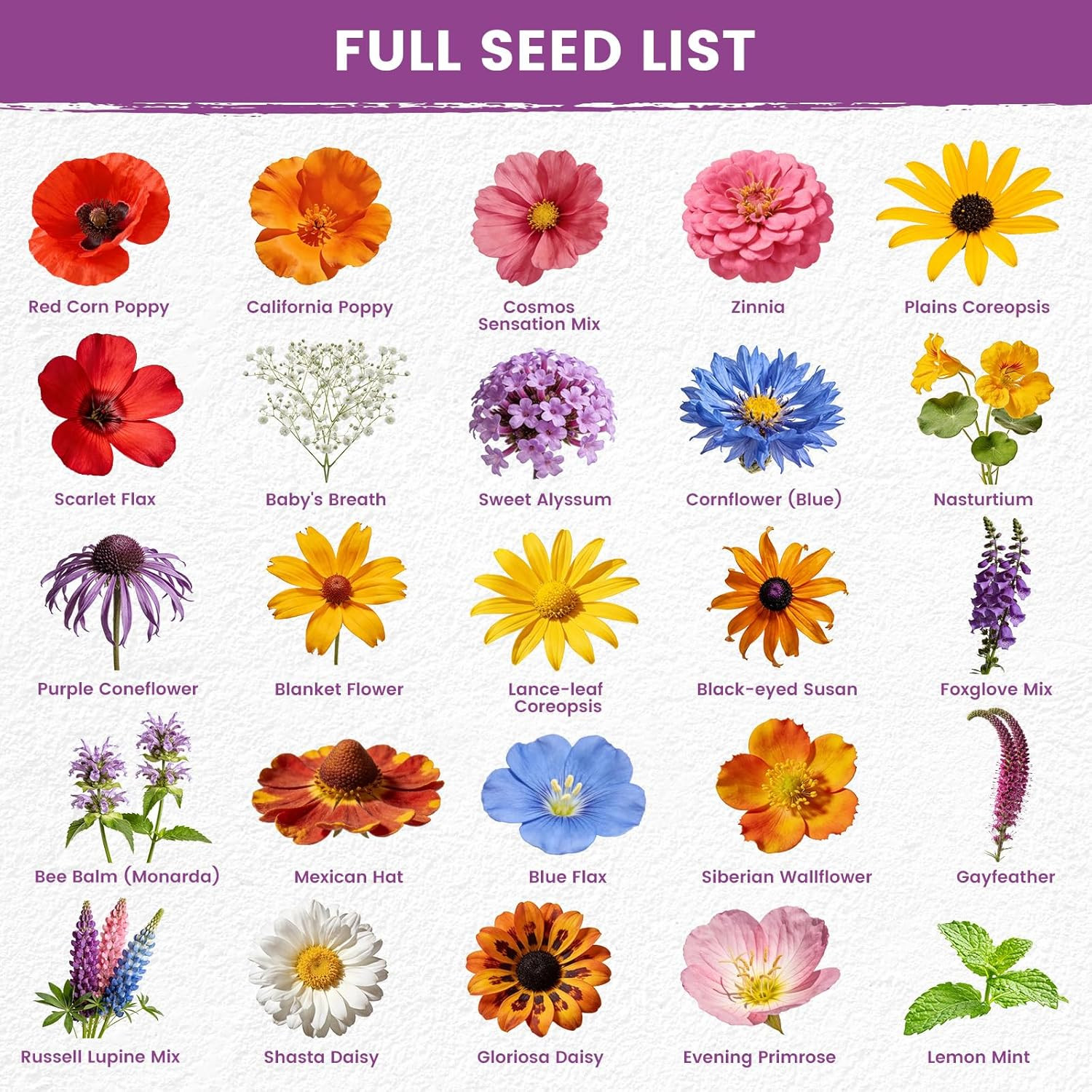 Wildflower Seeds Bulk Mix – 10,000+ Perennial & Annual Seeds – Texas, California