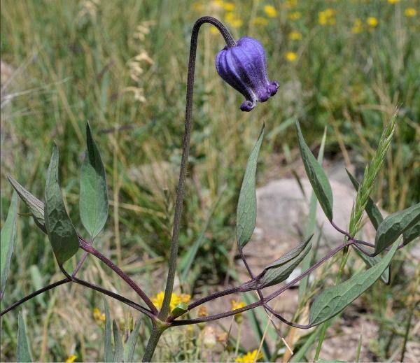Clematis hirsutissima | Hairy Clematis | Sugarbowls | Leather Flower | 10 Seeds