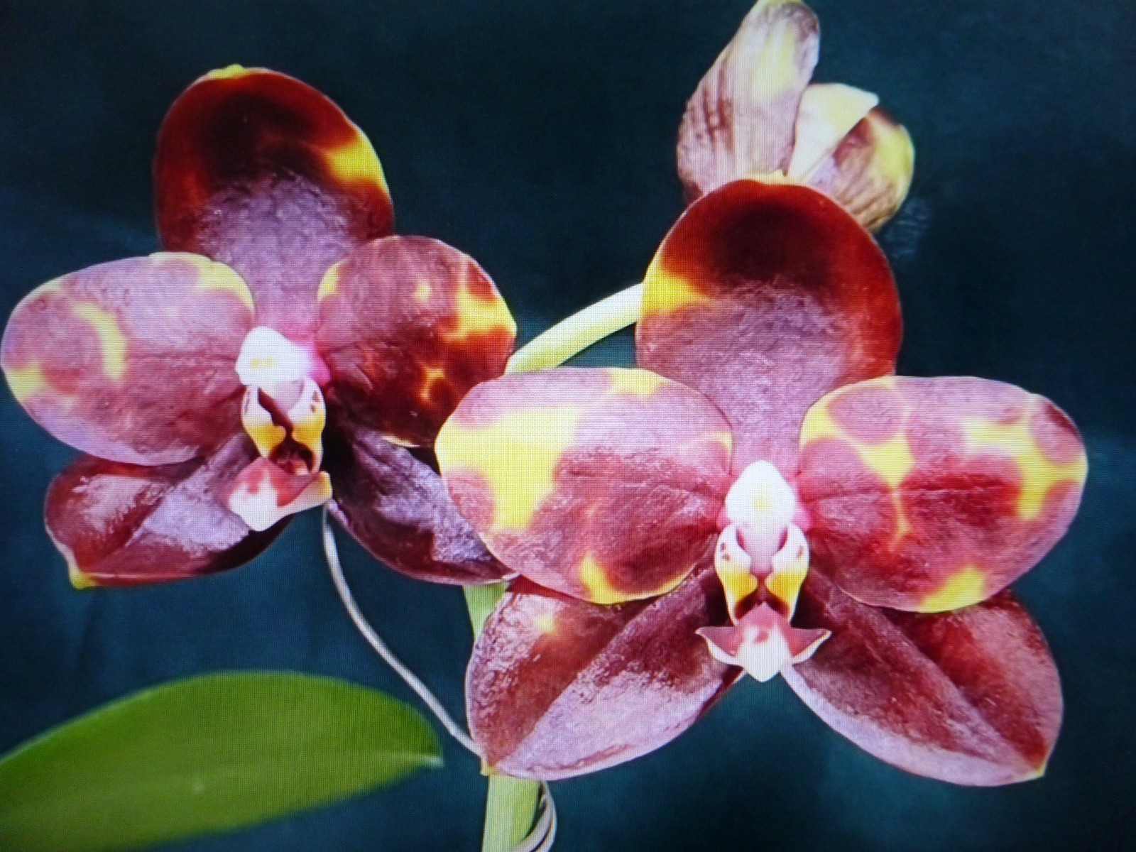 Phalaenopsis Orchid Phal. Lyndon Tai Chi In 2.5″ Pot