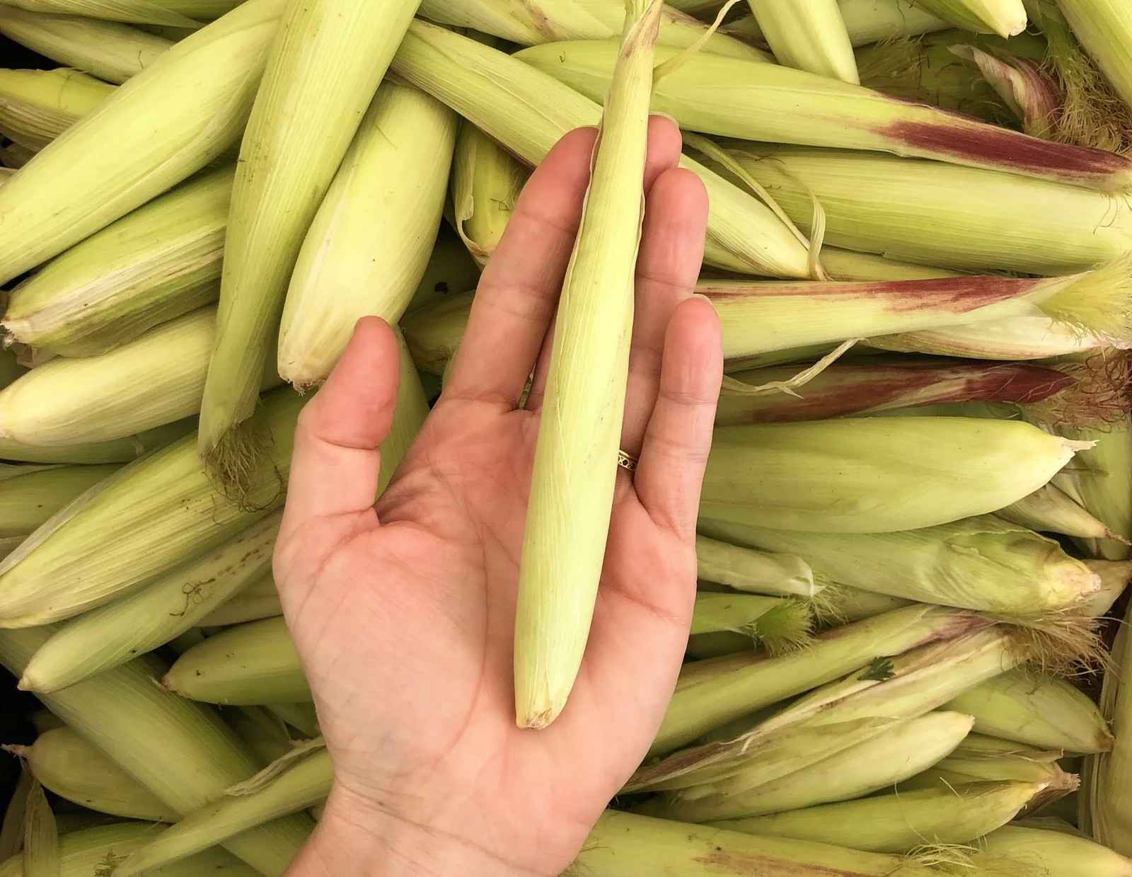 Baby Corn Seeds | Completely Edible White Asian Japanese Hulless Corn Seeds 2024