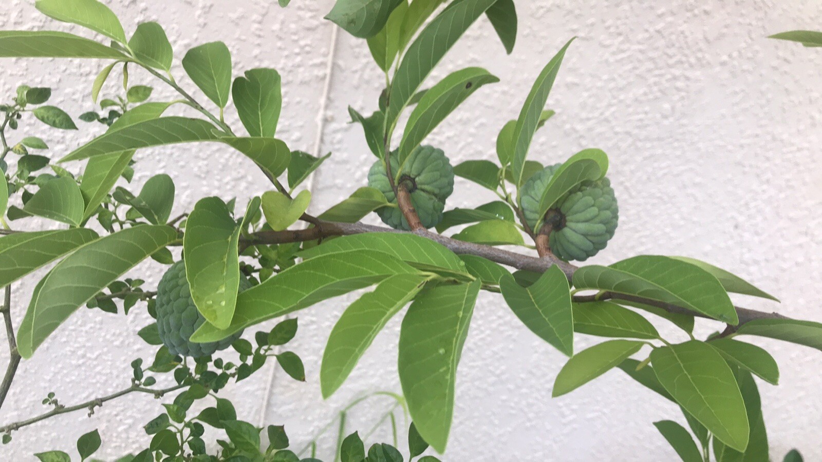 1 Sugar Apple Na Dai( Mãng Cầu Dai) 5” -9” Live Seed Tree-Asian Plant Collection