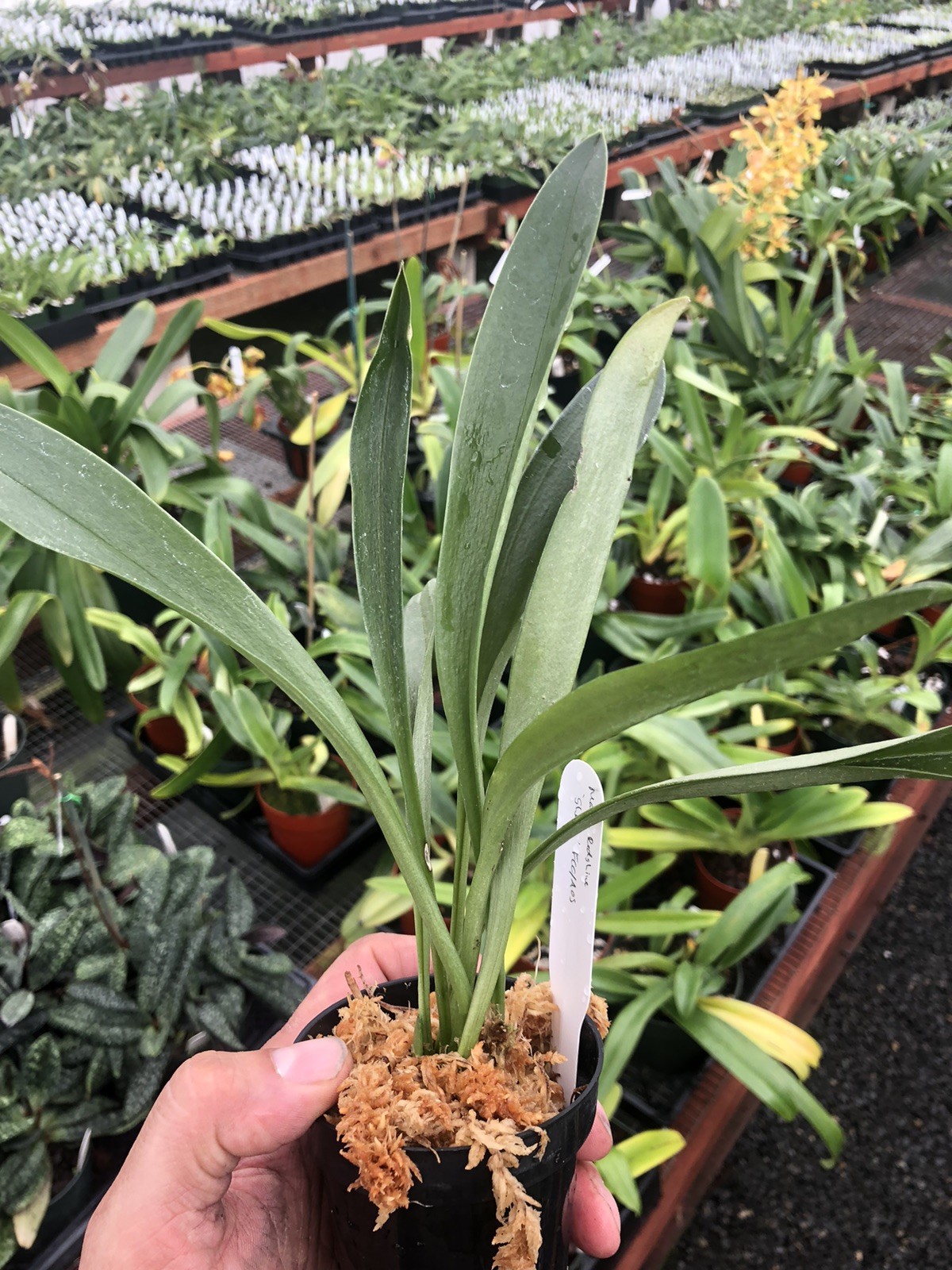 Masdevallia Redshine ‘Sheila’ FCC/AOS Easy Grower