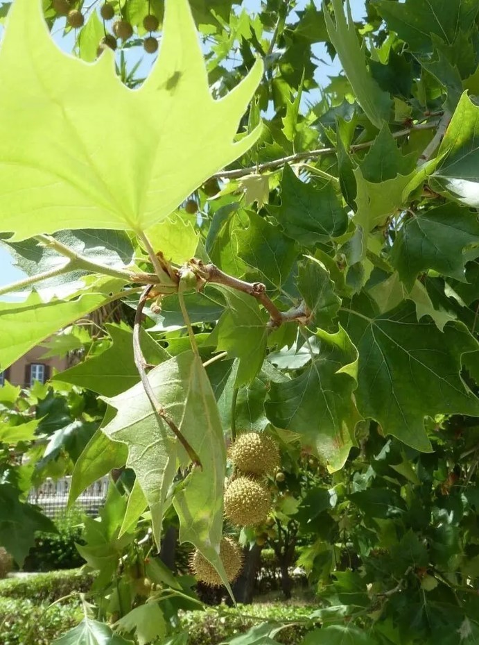 Set 2 American Plane Trees – 6-12 Inch Tall – 4 Inch Pot – Platanus Occidentalis