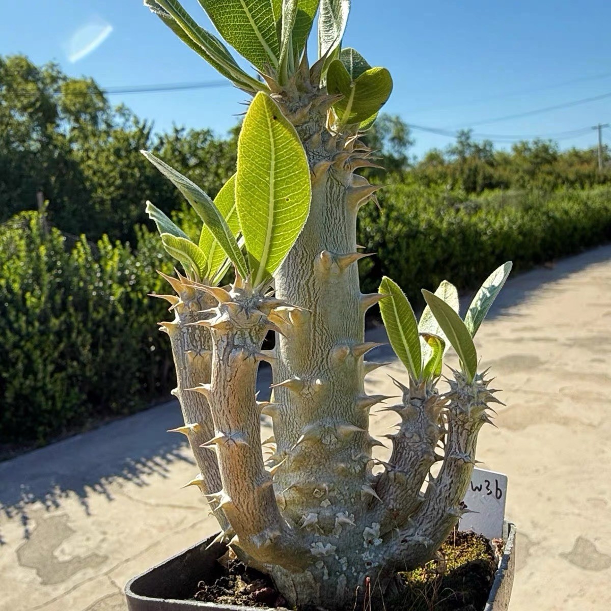 Pachypodium densiflorum Rare Caudex Succulent Exact Plant