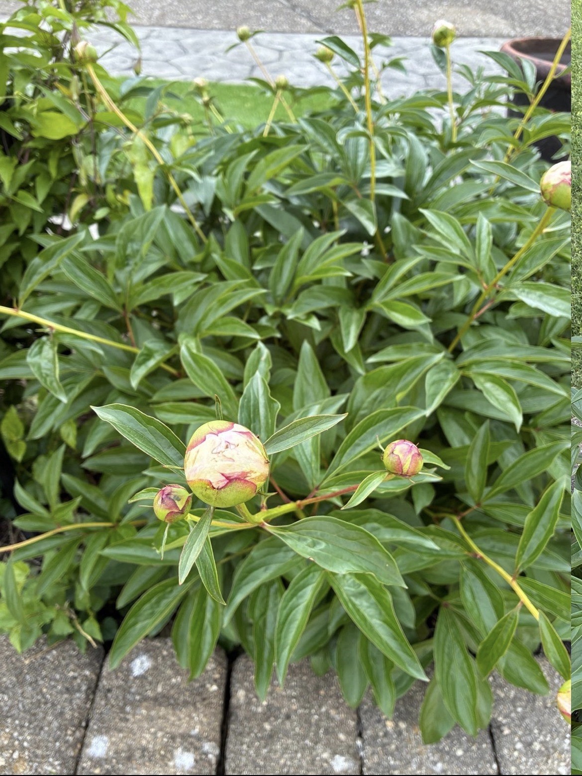 Peony SARAH BERNHARDT Pink Double Petal 1 Live Flower Plant Bush Bare Root