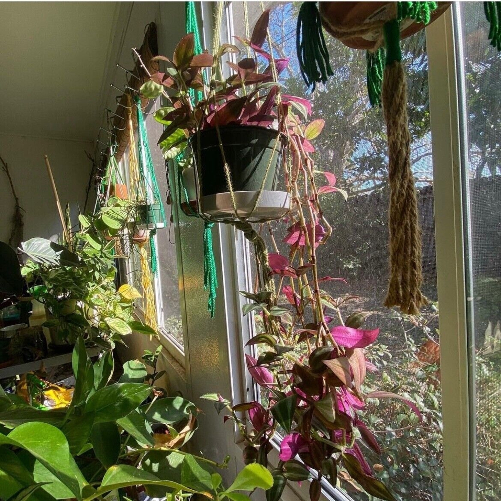 10 Wandering Jew UNROOTED Cuttings Tradescantia Zebrina Cuttings Purple Silver