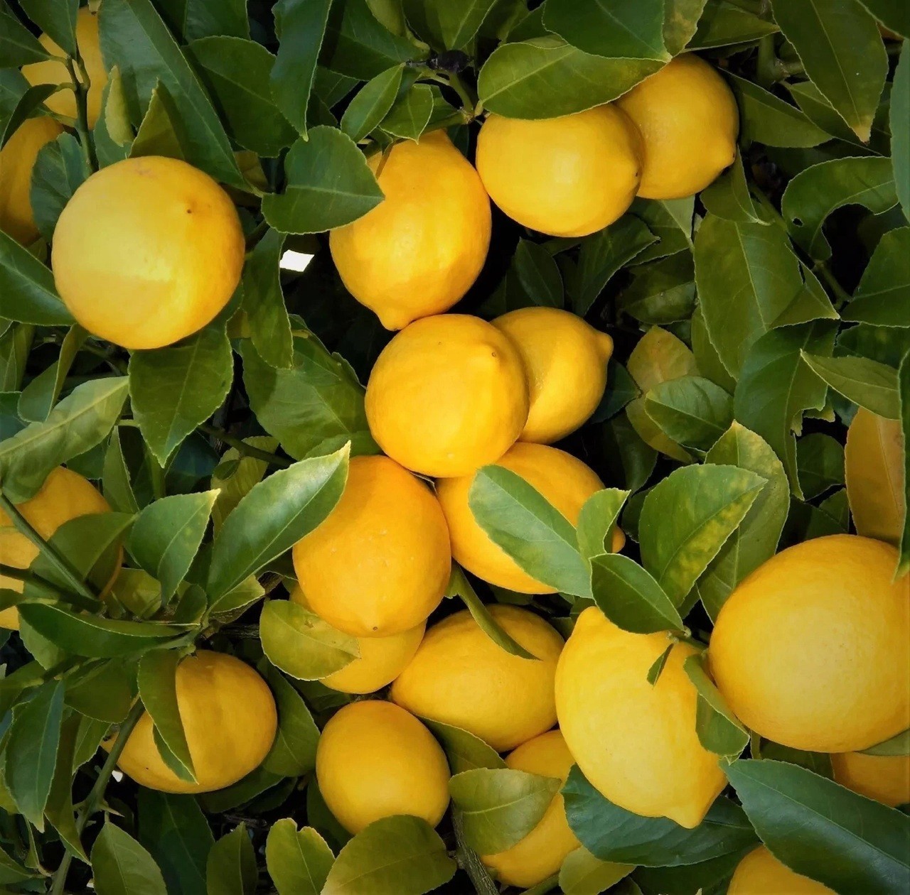 LIVE PLANTS LEMON TREES 1 yo 3″+TALL EDIBLE CITRUS FRUIT LANDSCAPING SEEDLING