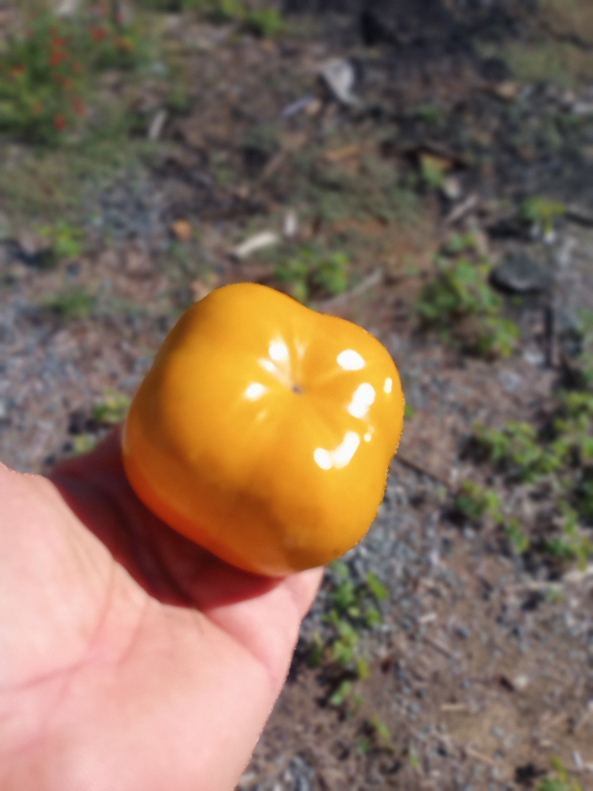 10 PCS FUYU FLAT SHAPE PERSIMMON TREE UNROOTED CUTTINGS 8″ Long For Grafting