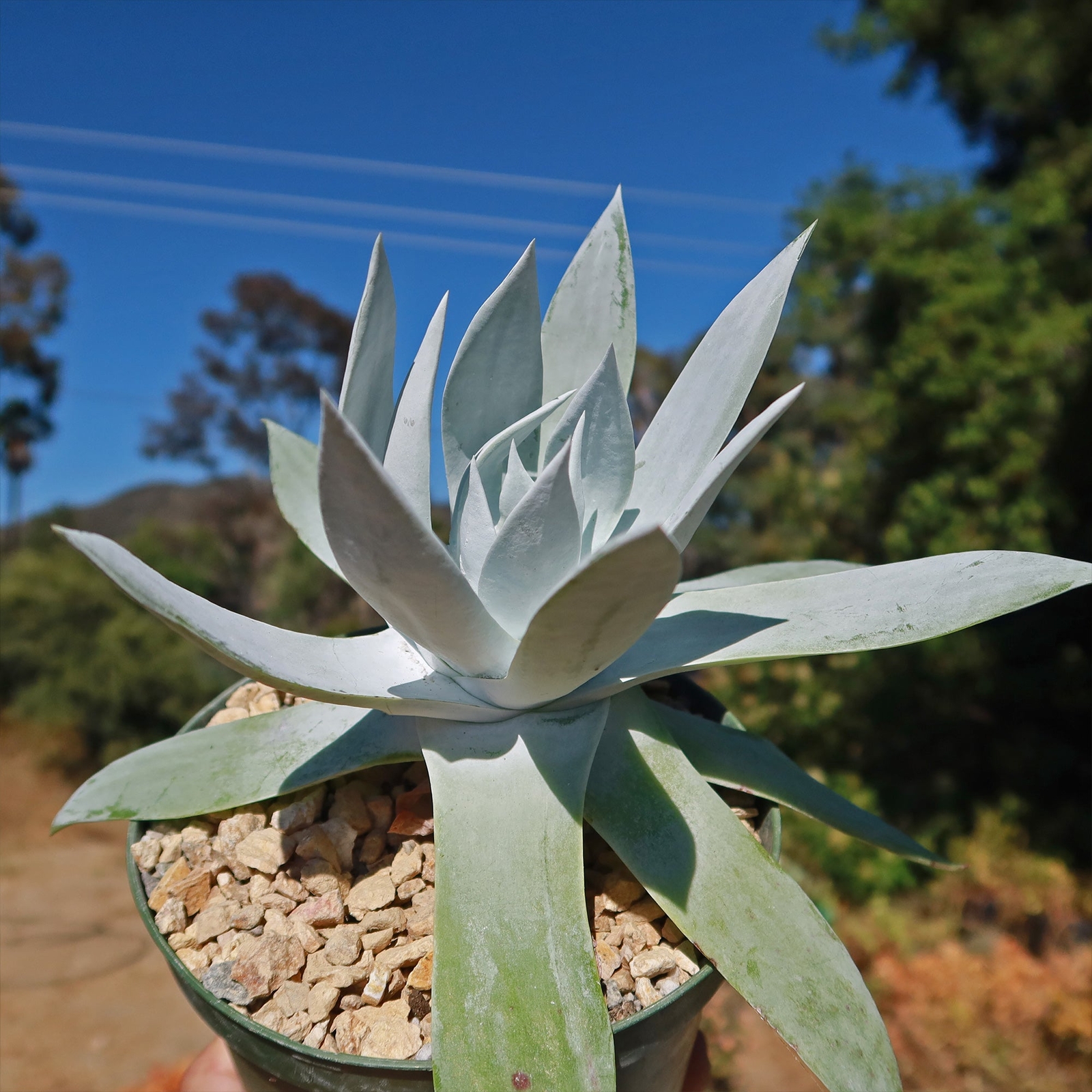 Giant Chalk Dudleya ‘Dudleya brittonii’ cactus Cacti Succulent real live plant