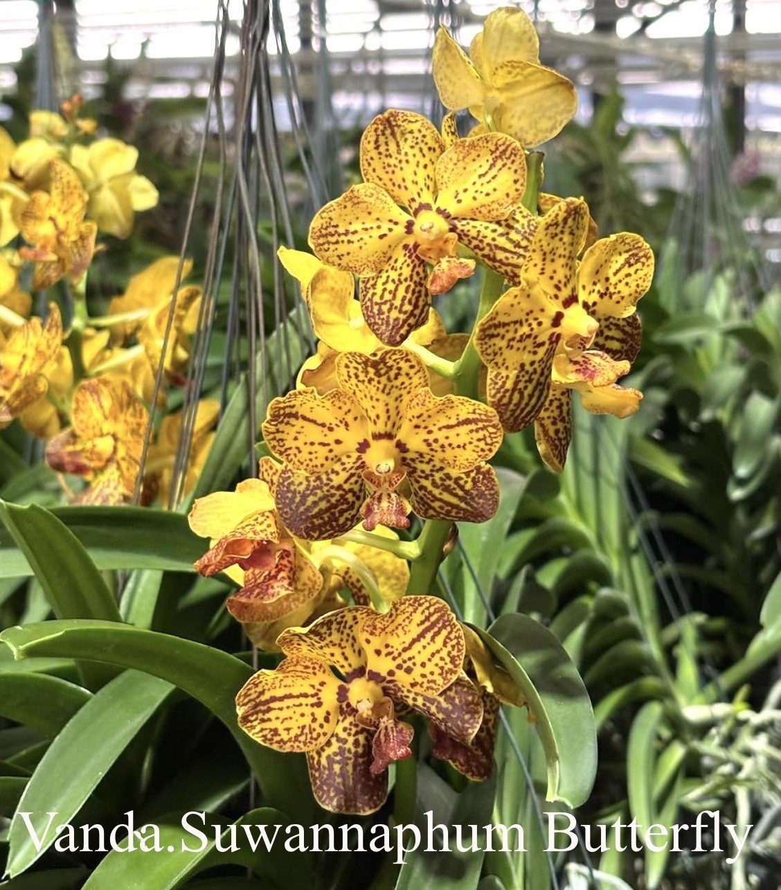 Vanda Suwannaphum Butterfly , Blooming Size Yellow Red Spotted Orchid