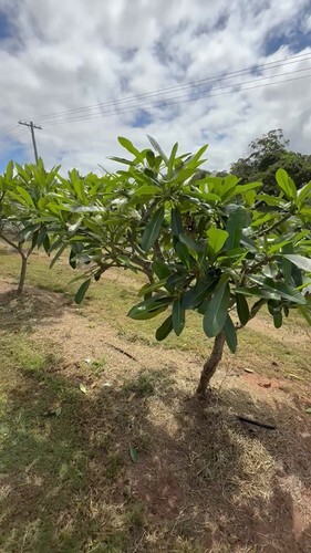 Butterfly Gold (3 Tip) Plumeria Cutting – READ DESC.
