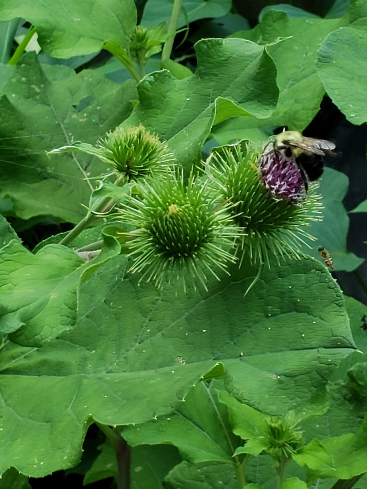 Greater Burdoch, Arctium Lappa 1/4 Tsp.