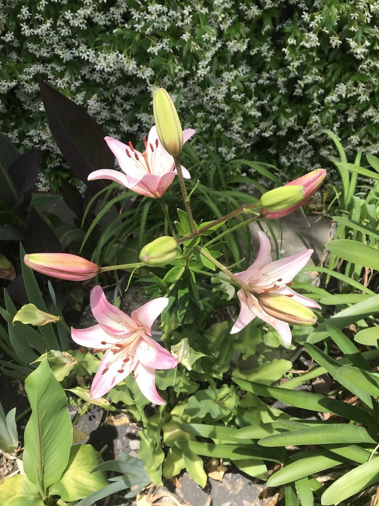 10 Rosella’s Dream Lily bulbs