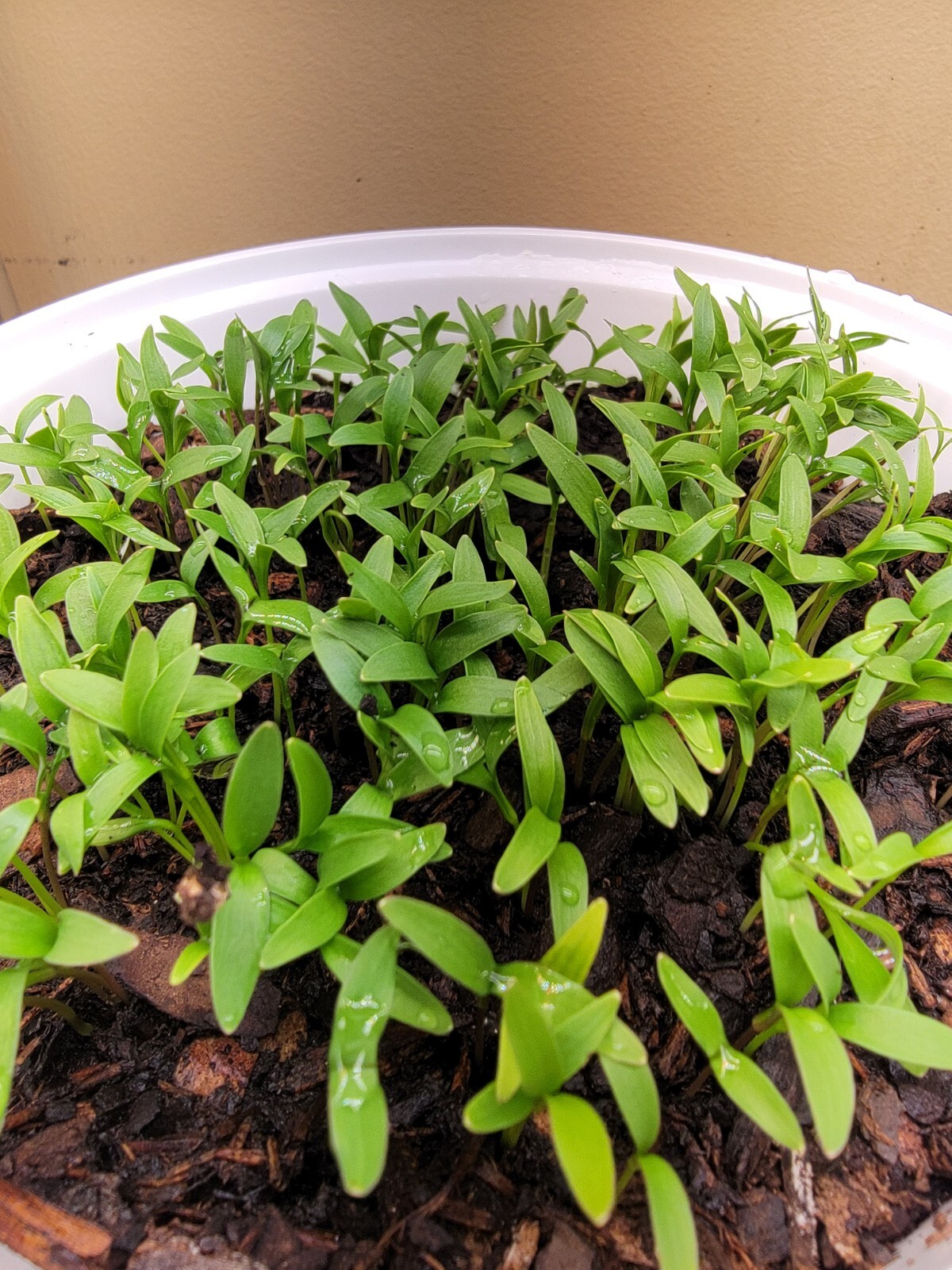 50 cilantro/coriander seeds (split) organic indoor and outdoor grow