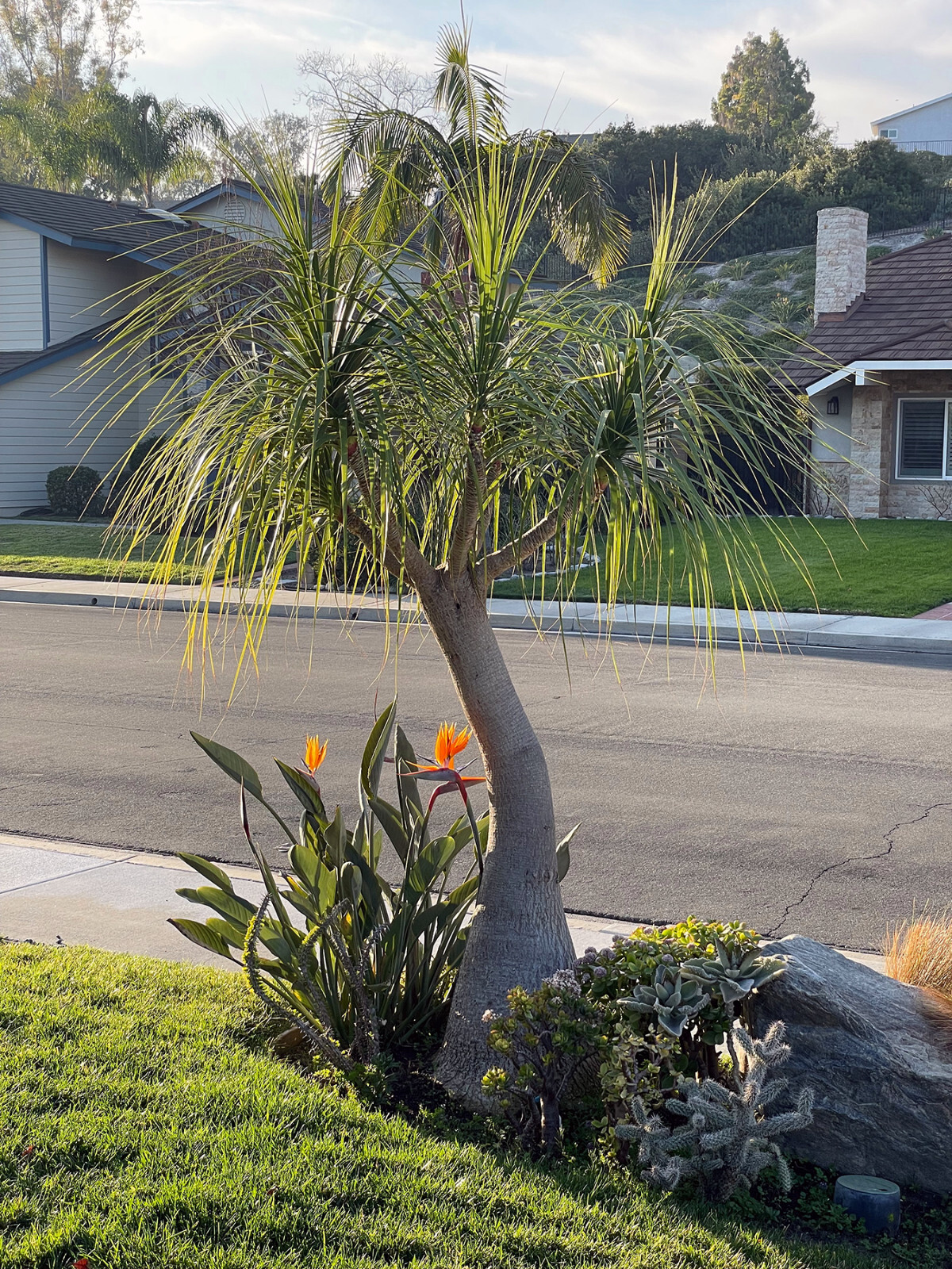 (100) Ponytail Palm Seeds (Beaucarnea Recurvata)