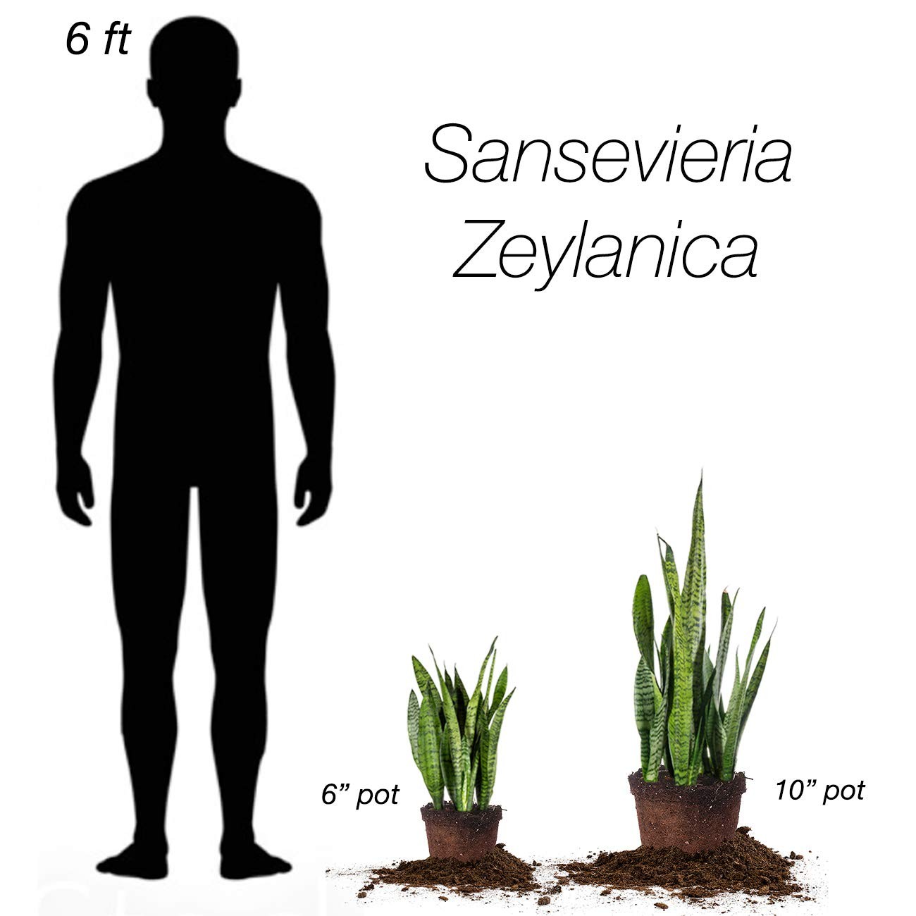 Perfect Plants Sansevieria Zeylanica Snake Plant 16In Tall Easy Care Thrives In