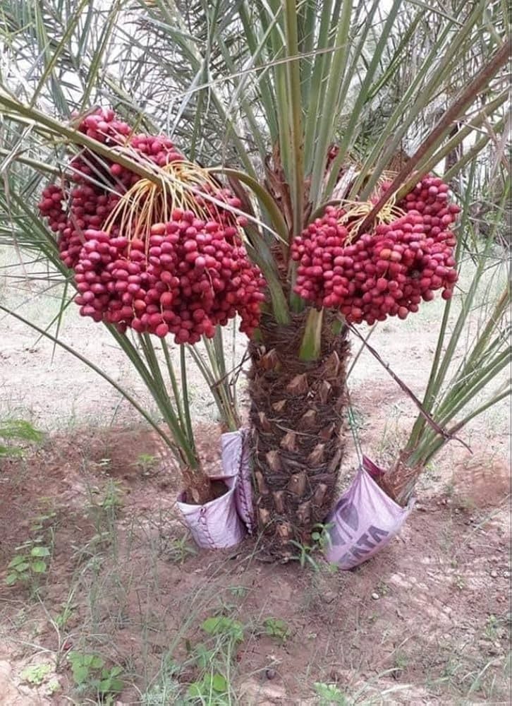 10+ Ajwa Dates Palm Tree Seed Fresh Exotic Palms Seeds