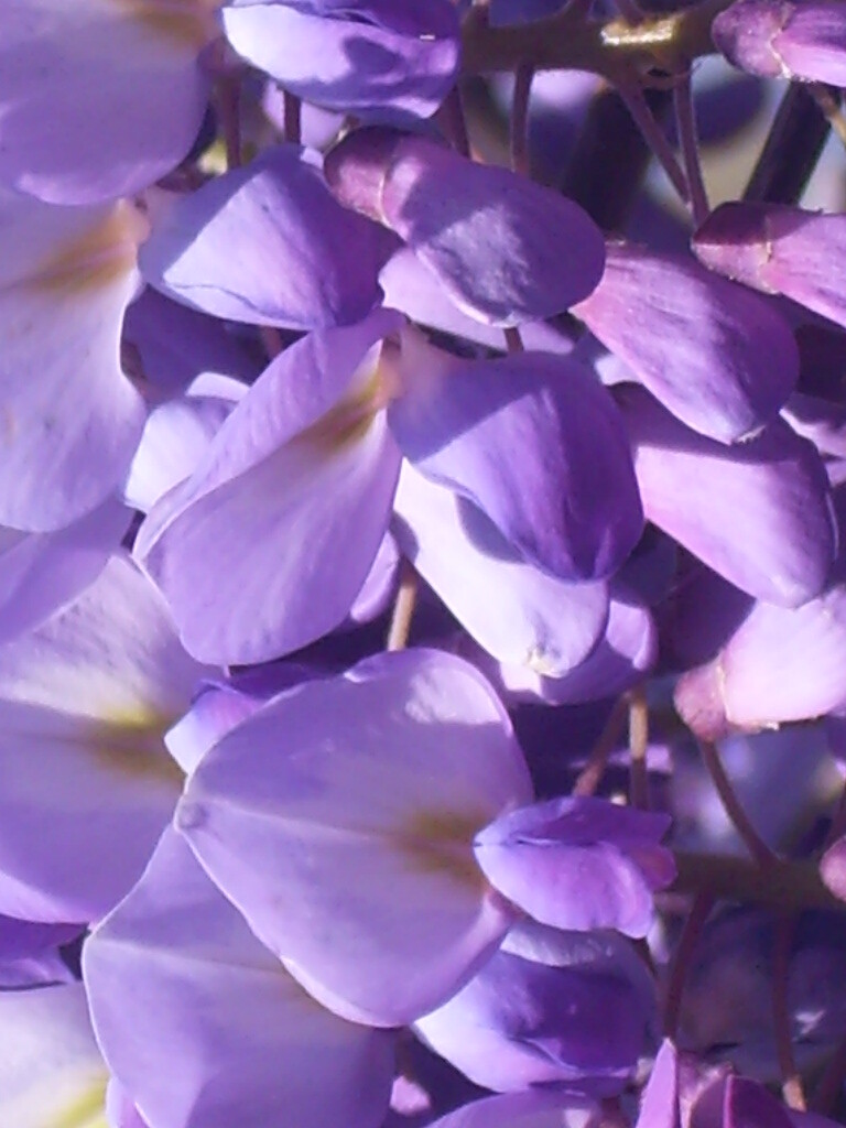 ONE PURPLE CHINESE WISTERIA PLANT – Wisteria sinensis