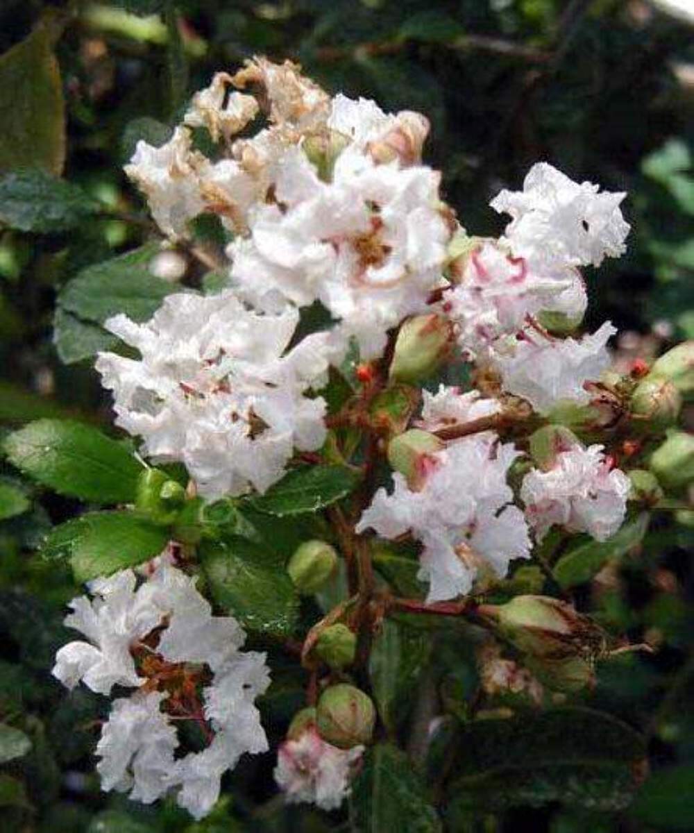 Acoma Crape Myrtle: Elegant, Crisp Snow-White Weeping Beauty for Your Landscape