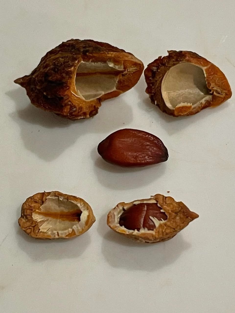 30 Jujube Tree Seeds | Red Chinese Date | Indian Plum | Hardy Fast-Growing Super