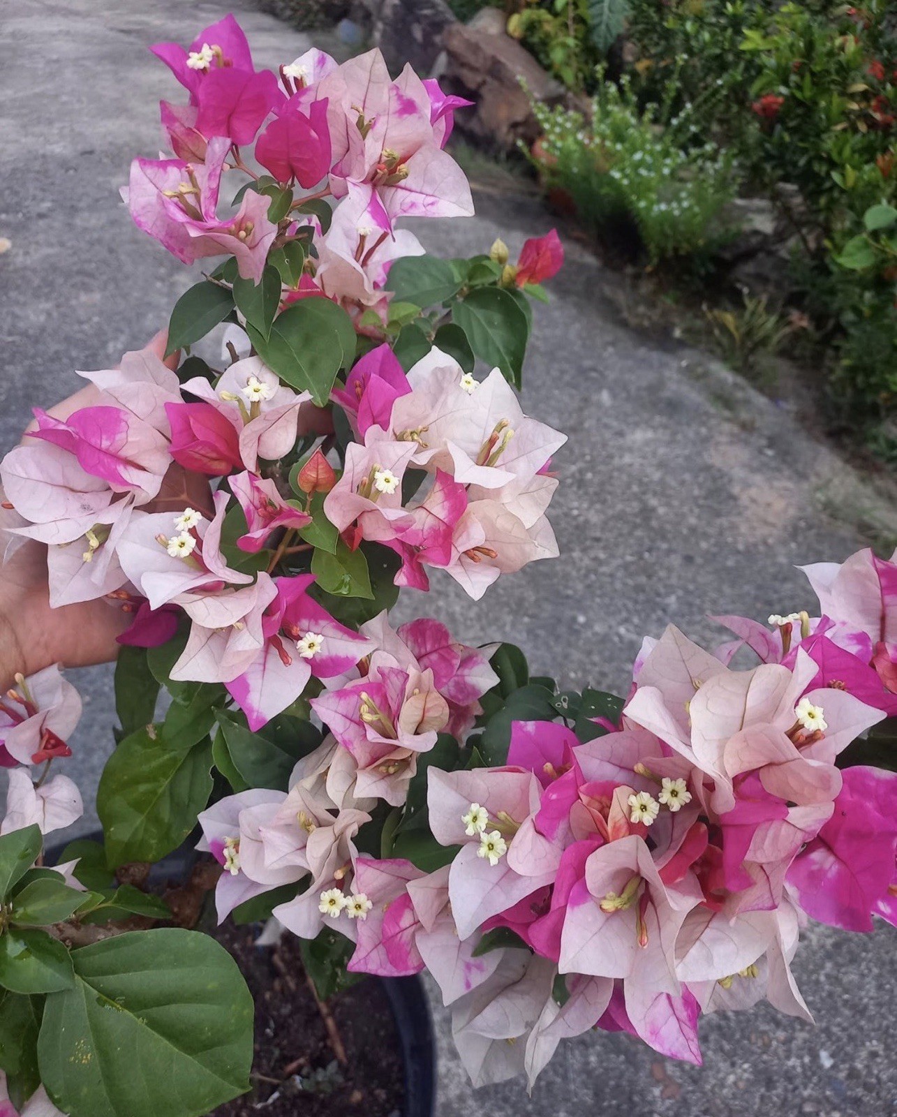 Bougainvillea Golden Rao
