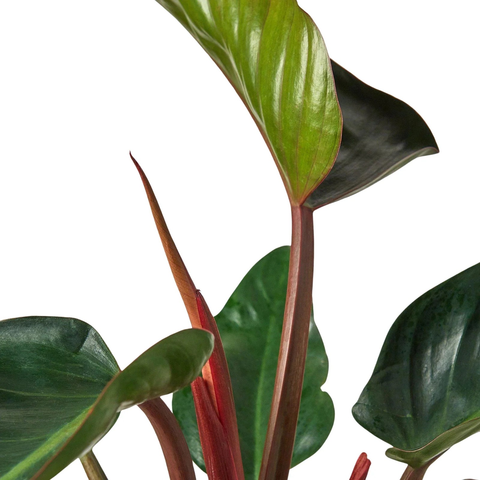 Philodendron Congo Rojo • Deep Red Burgundy Leaves • Easy Care