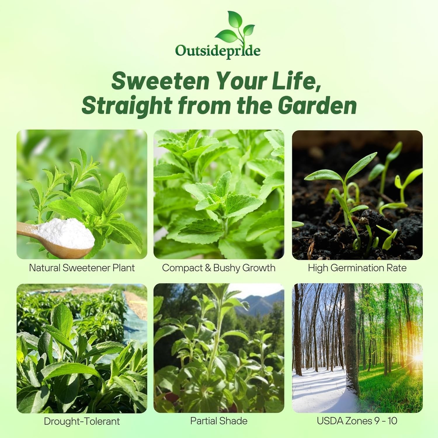 Organic Stevia Sweetleaf Seeds – 50 Pcs for Culinary Delights in Any Garden