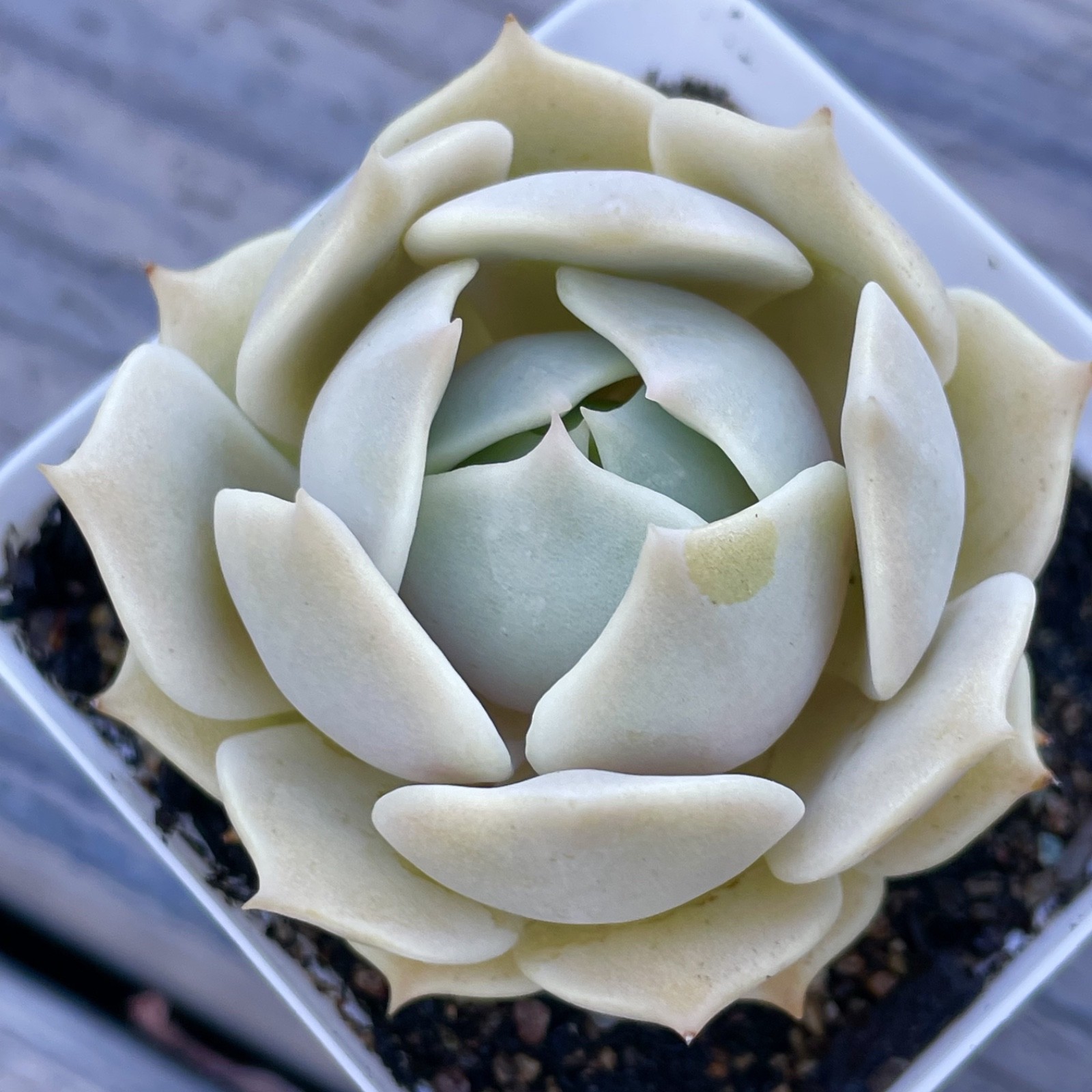 Rare Echeveria Lola Succulent Rooted Live Plant 1-2 Inch Home Decor Gift