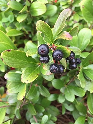 Green Promise Farms Proven Winners – Aronia Scape Mound Chokeberry Shrub White