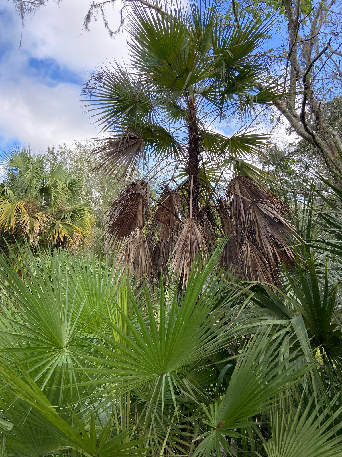 Acoelorraphe wrightii Seeds – Everglades Palm Seeds