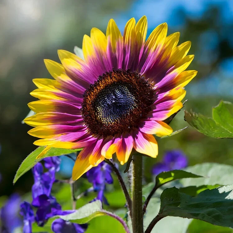 50 PCS Purple Heart Sunflower Seeds