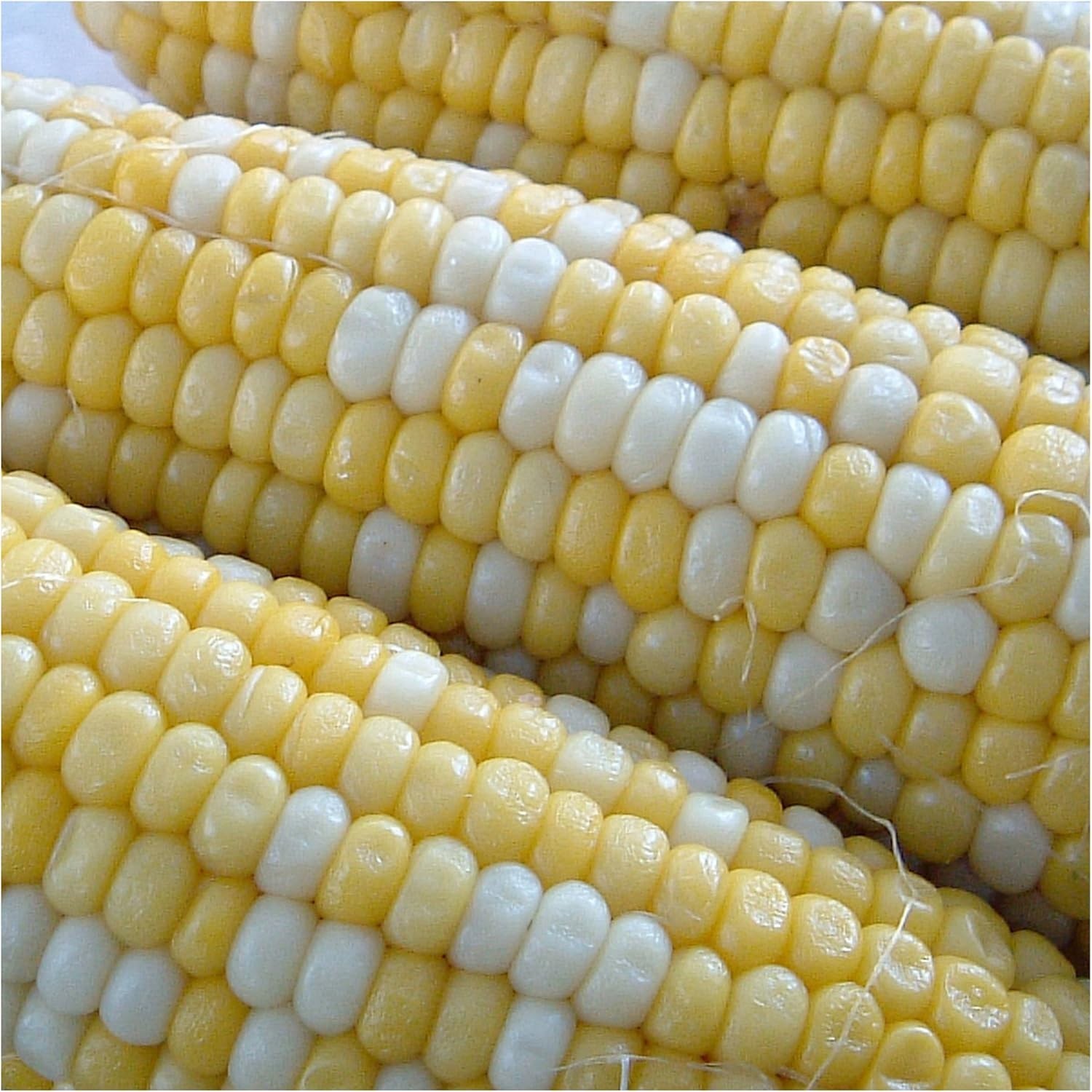 Peaches and Cream Sweet Corn Seeds 230+ Seeds Non GMO