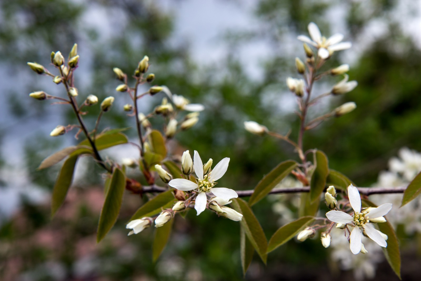 1 Saskatoon serviceberry plant Amelanchier alnifolia, edible . Zones 4-7