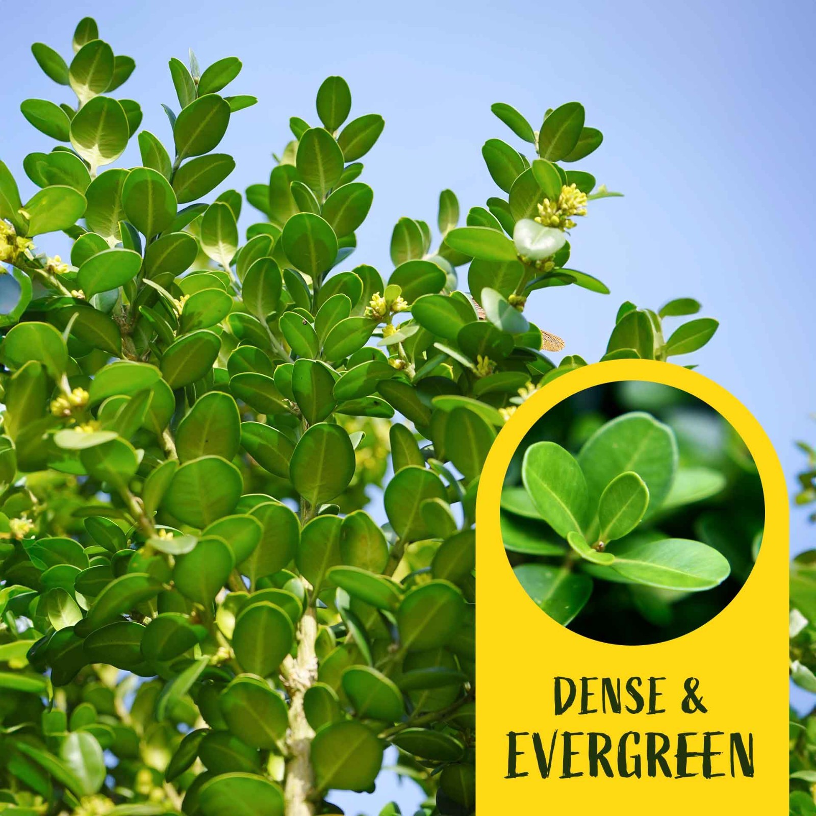 2 Highlander Boxwood Plants in 3.5″ Cube | Dense Evergreen Privacy Shrub (Buxus)