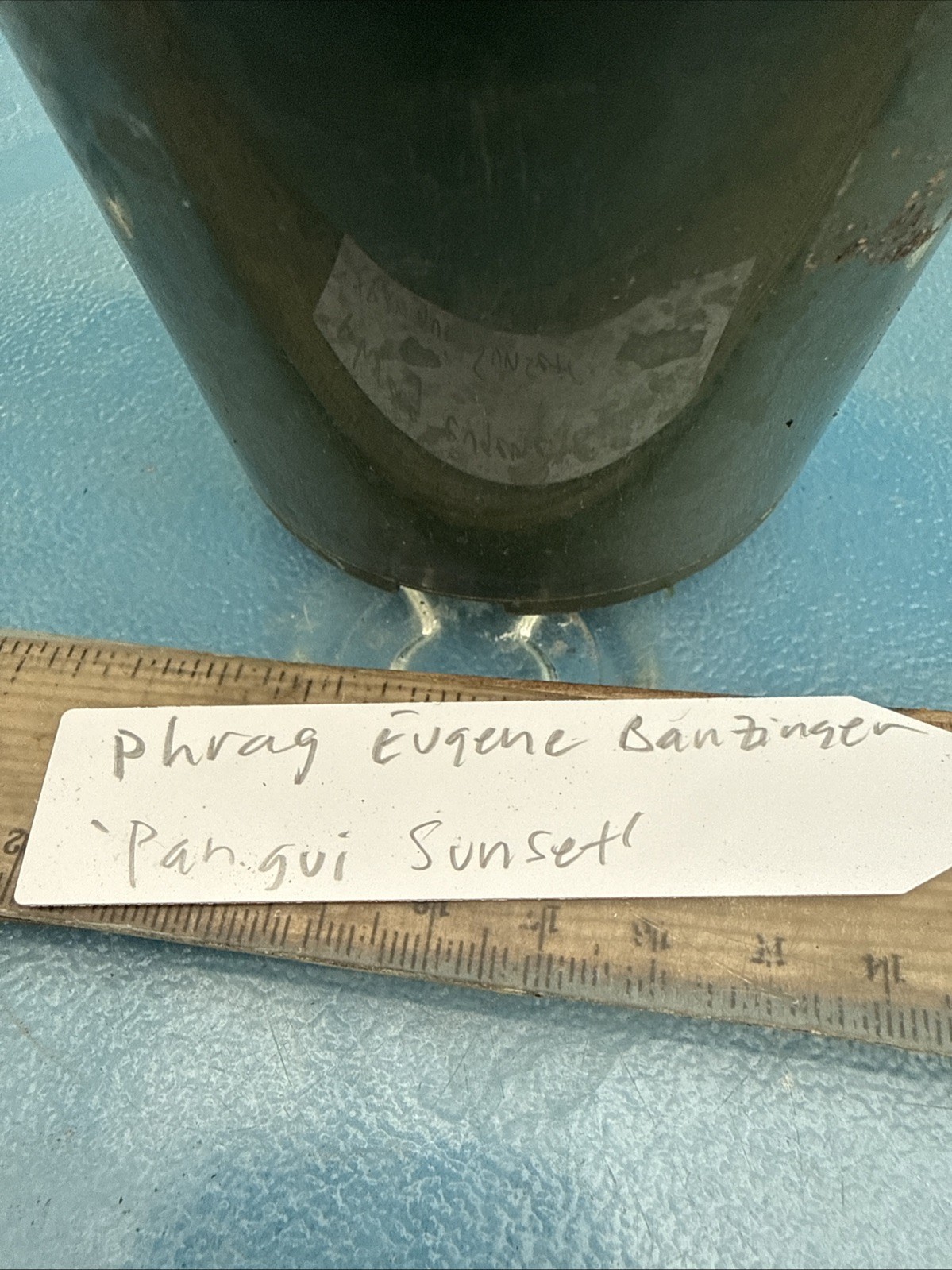 Phragmipedium Eugene Banzinger ‘Pangui Sunset’ Red Pink Orchid Hybrid 4” RePot