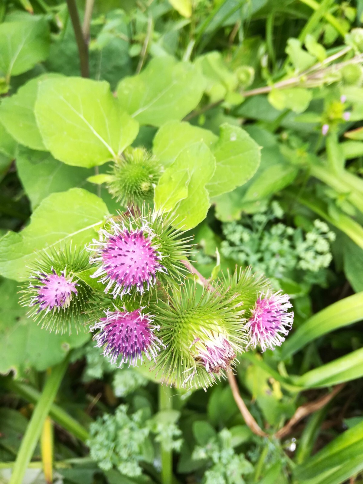 Greater Burdoch, Arctium Lappa 1/4 Tsp.