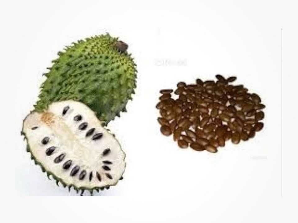 300 Soursop Seeds Graviola (Annona Muricata) Guanabana