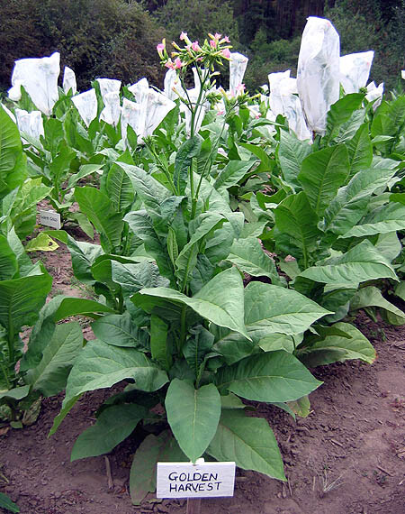 1000 Golden Harvest Tobacco Seeds ~ Heirloom Nicotiana Tabacum ~ Fast grow