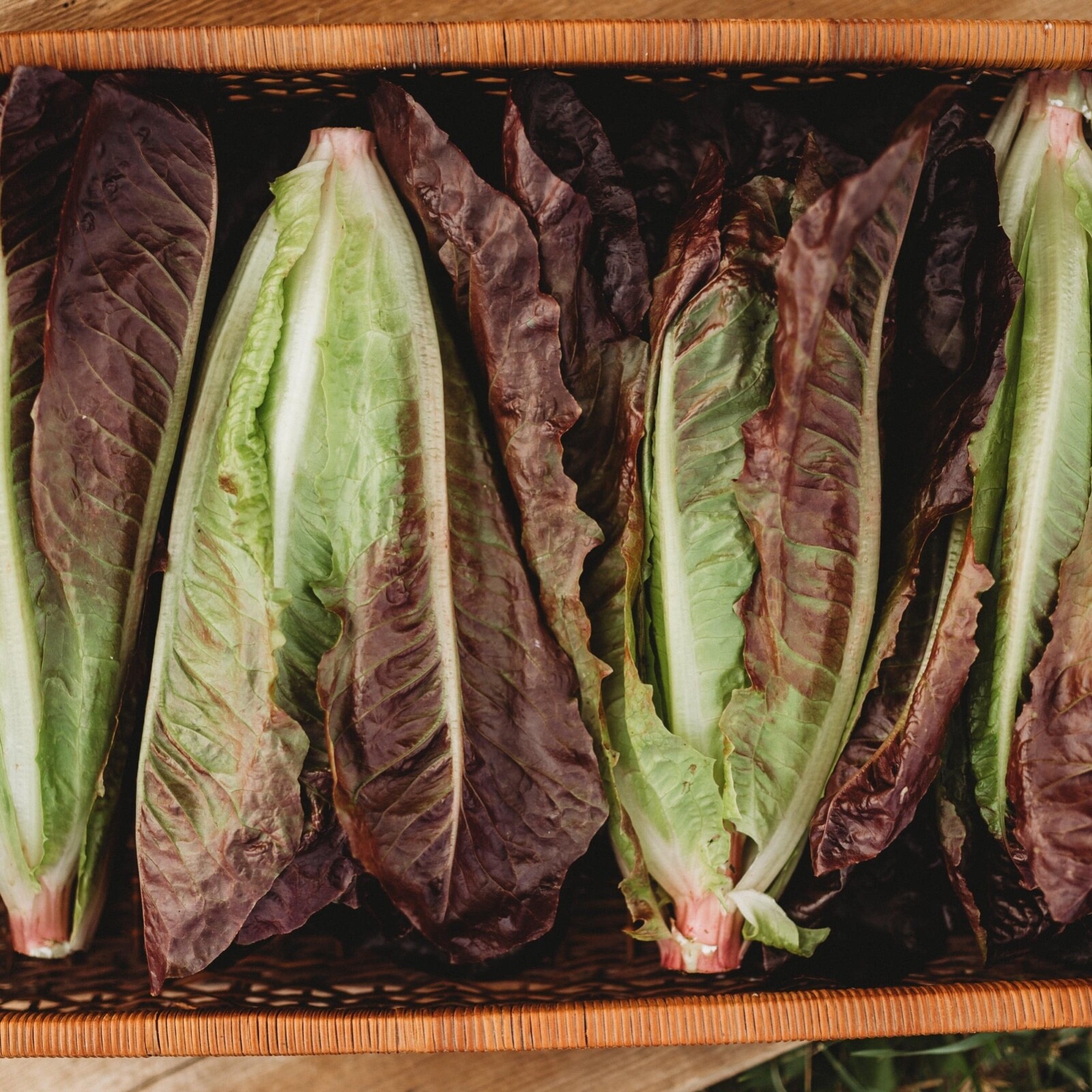 Red Romaine Lettuce Heirloom Seeds – Non GMO- 500 Seeds
