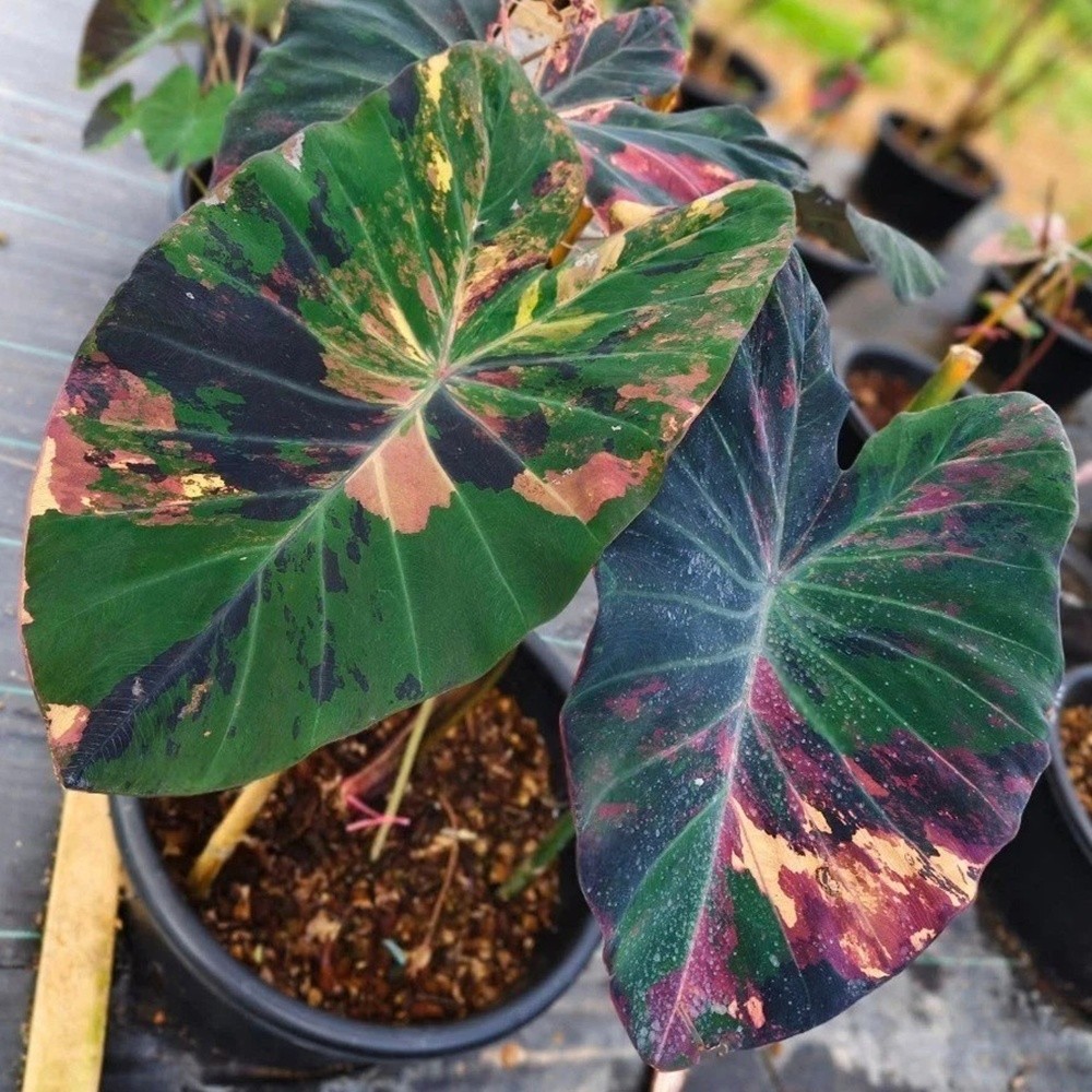 Colocasia Variegated Bulb Elephant Ear Episode One Tuber New Hybrid RARE