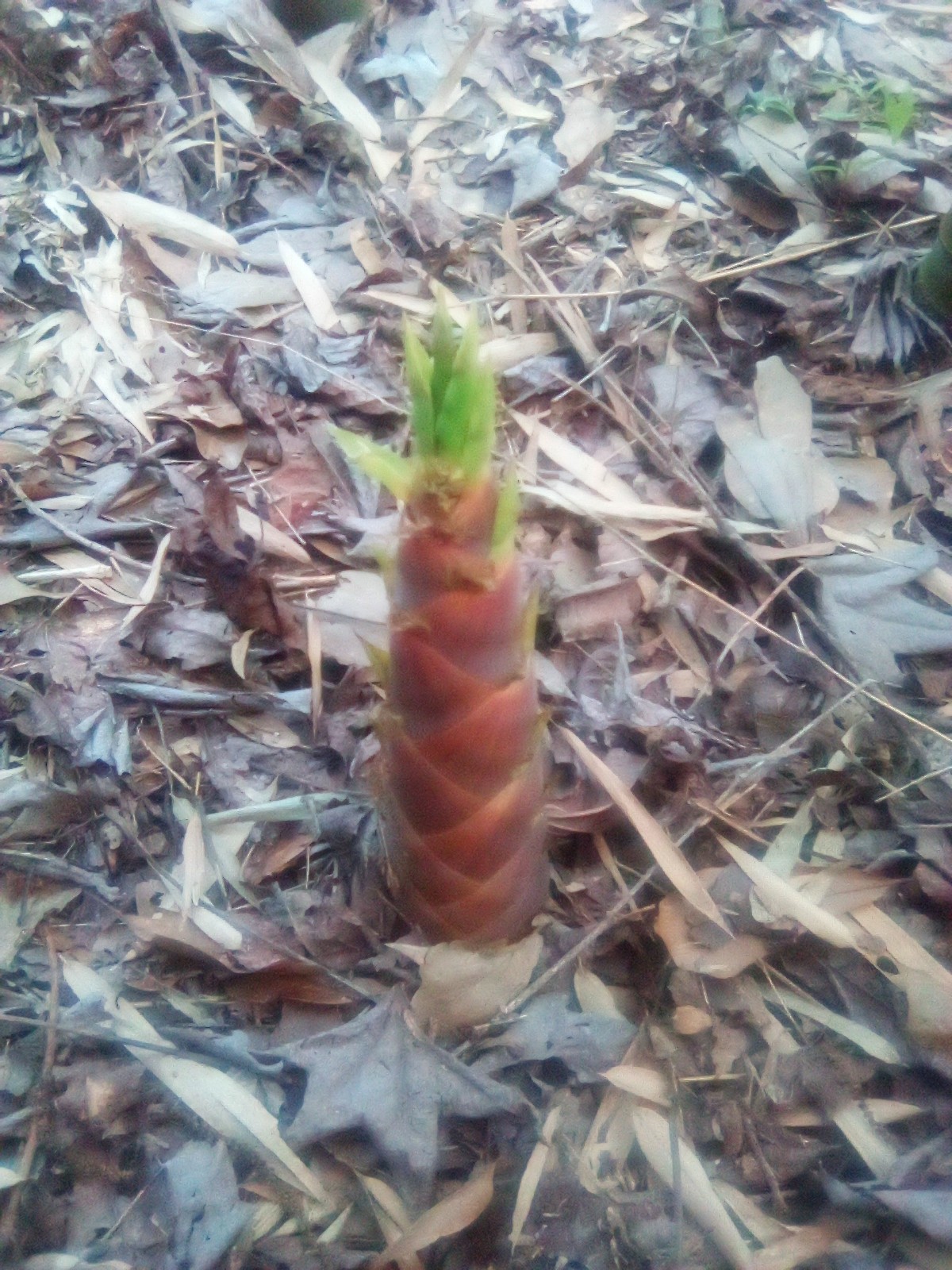 Live Blue Bamboo Plants With Roots (6 rooted cuttings with new growth!)
