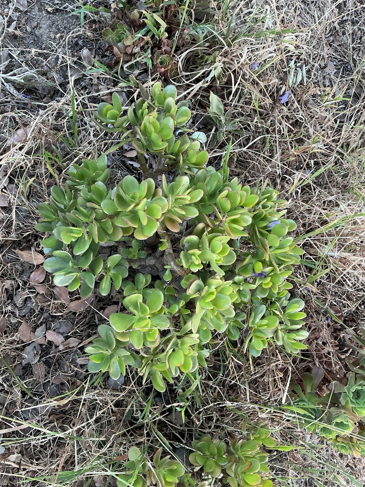 Healthy lush green Crassula Ovata Jade Plant cluster, Rooted 18” tall with roots