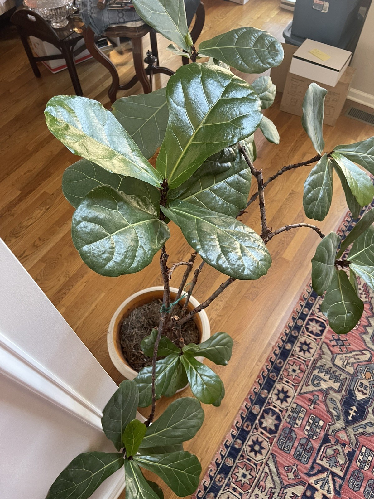 LIVE FIDDLE LEAF FIG TREE WITH POT