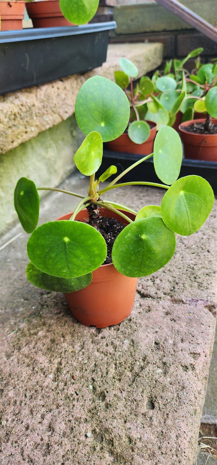Pilea Peperomioides UFO Plant Chinese Money Houseplant Peperomia Pancake