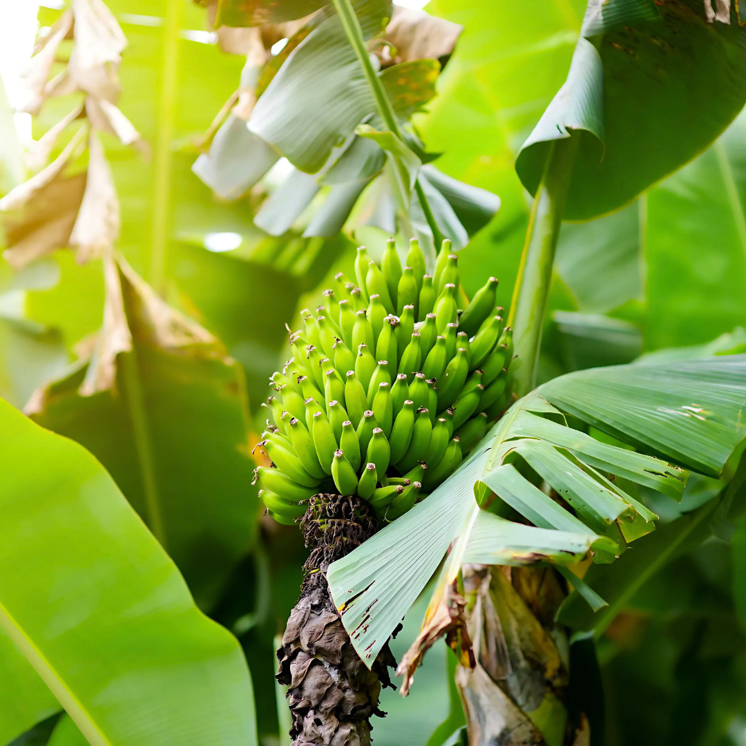 Fresh Sweet Golden Banana Seeds | 10 Seeds | Heirloom Non-GMO | Fruit Seeds