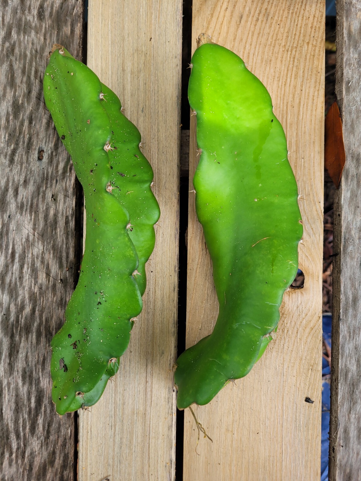 2 Dragon Fruit Cuttings 6 -7 inches long White Flesh Fruit Delicious