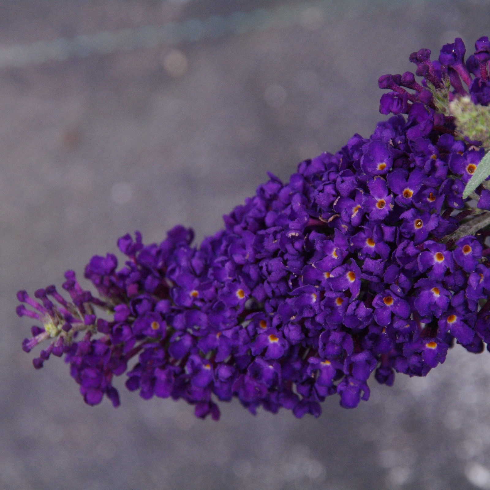 Buddleia Butterfly Bush Buzz Midnight 1 Potted Plant Rooted in Quart Pot