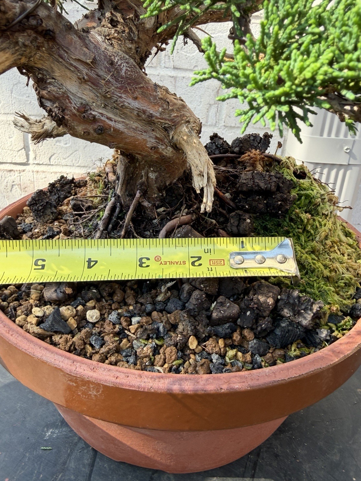 Bonsai Tree Kishu Shimpaku Juniper