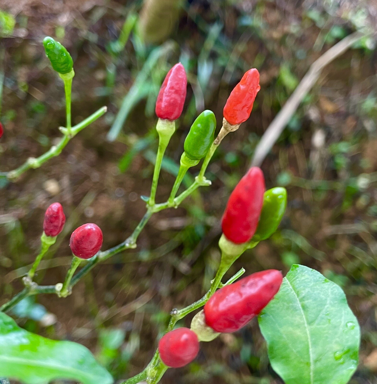 Pequin Chili Pepper Seeds 30+ HOT Piquin Bird Pepper Spicy Eye Bird Capsicum
