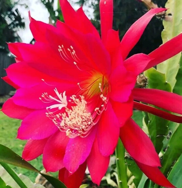 Rare Orchid Cactus Red German Empress Epiphyllum Fresh Cutting Live Plant 6″+